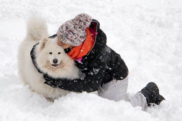 Person comforting their dog